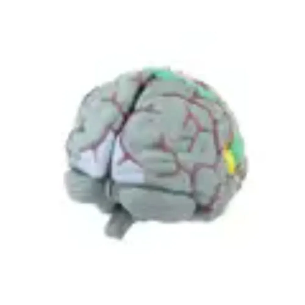 Life Size Human Brain Model - Medical Teaching (w/ 4 sections) EUC - Picture 4 of 10